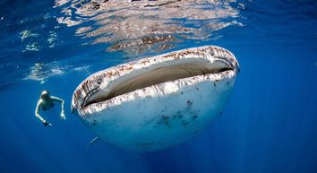 Swimming with Whale Sharks in Mexico - Getmyboat
